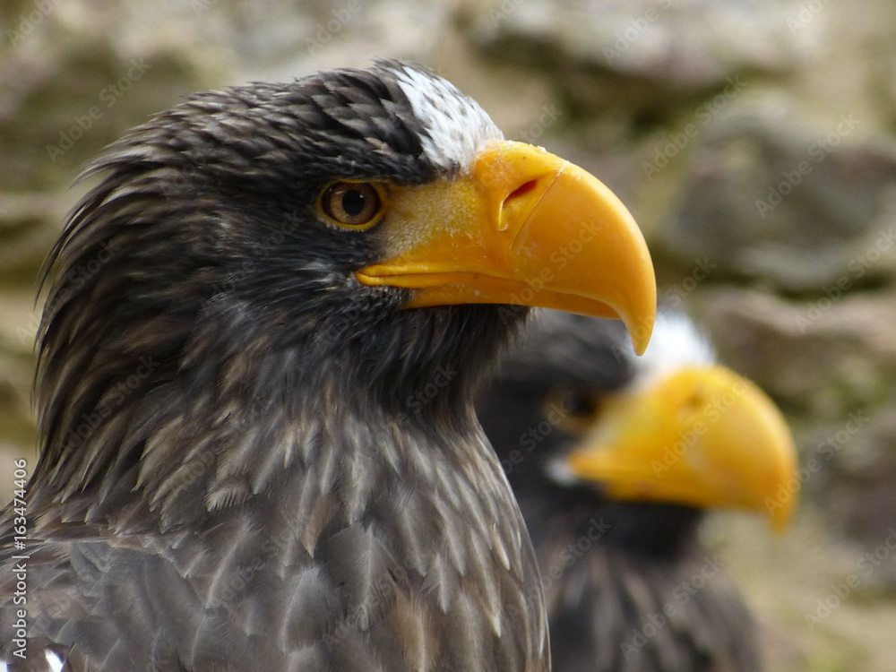 Obraz premium adler falke bussard eule uhu