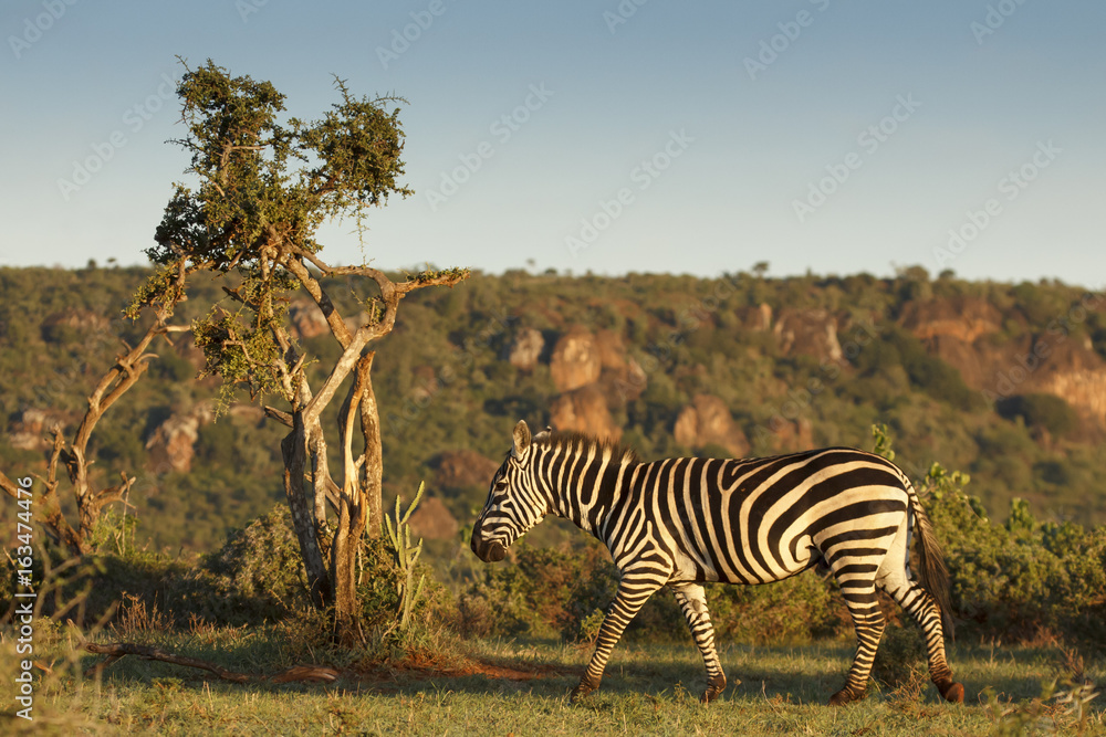 Obraz premium Zebra