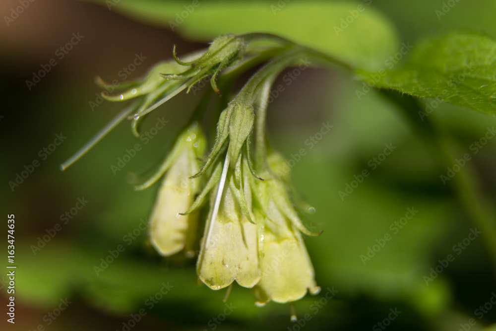 Morning in the garden. Flower. Morning in the garden. Flower.