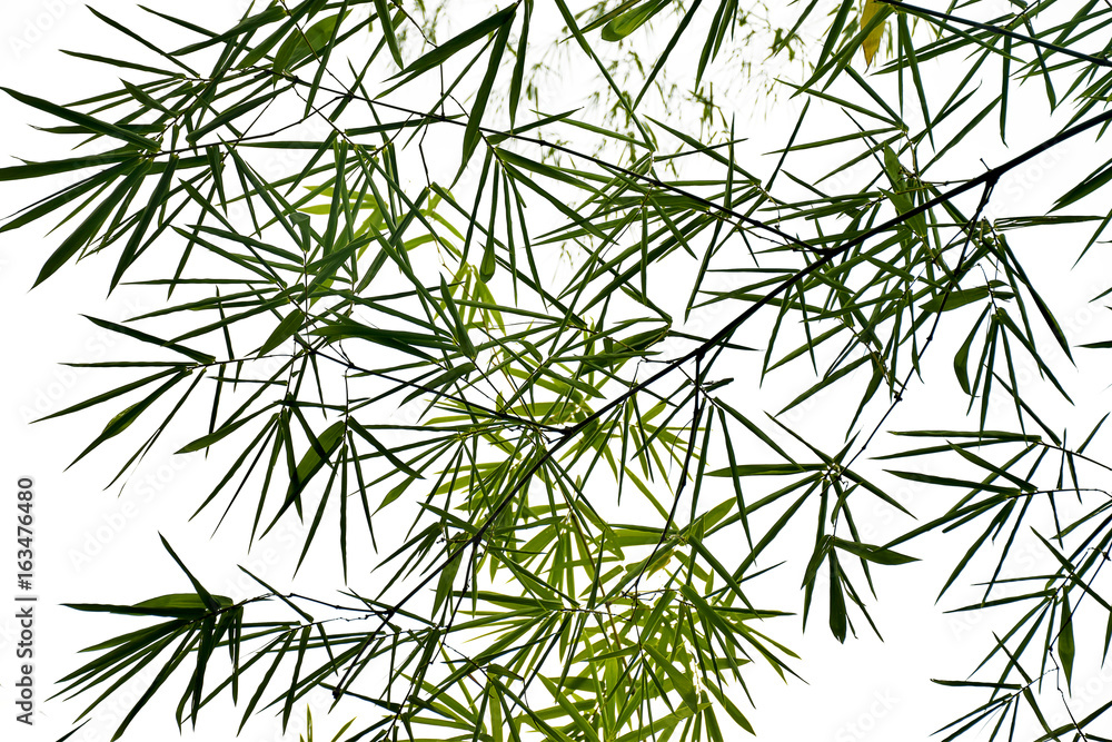 Fototapeta premium Bamboo leaves on white background