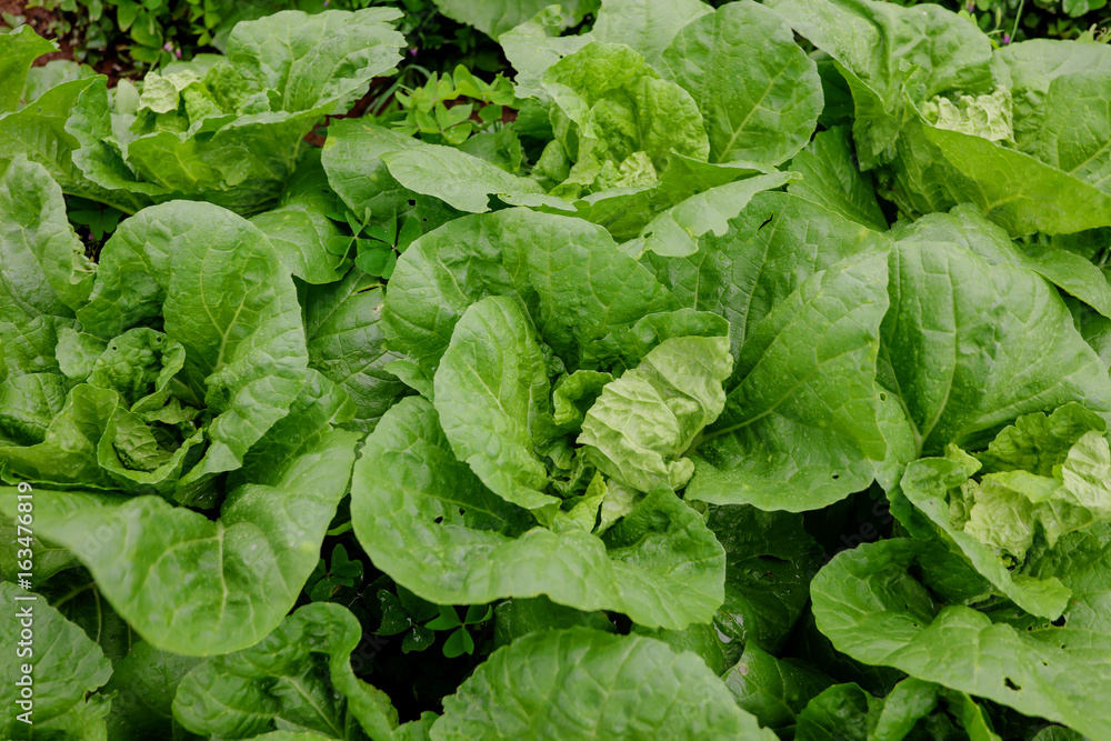 Cabbage farm on the mountain, closeup cabbage, green background Cabbage farm on the mountain, closeup cabbage, green background