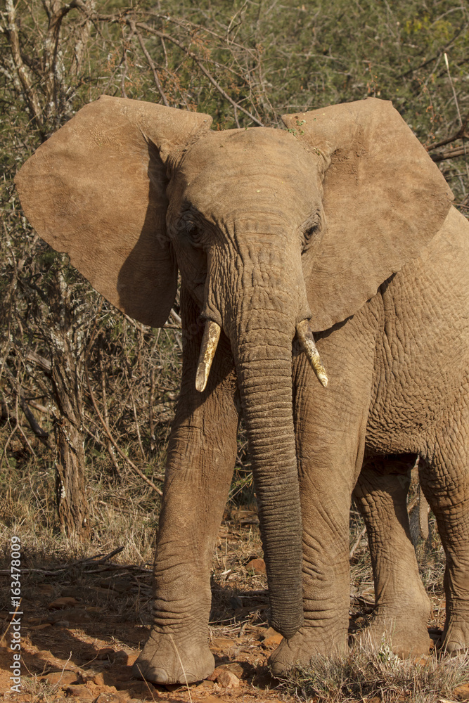 Fototapeta premium African Elephants