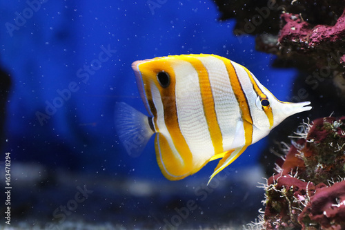 Pinzettfisch an einer Koralle