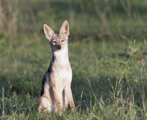 Black-backed Jackal, (Canis mesomelas), sitting up and alert looking straight ahead, with bright eyes and ears pointed up, Masai Mara, Kenya, Africa