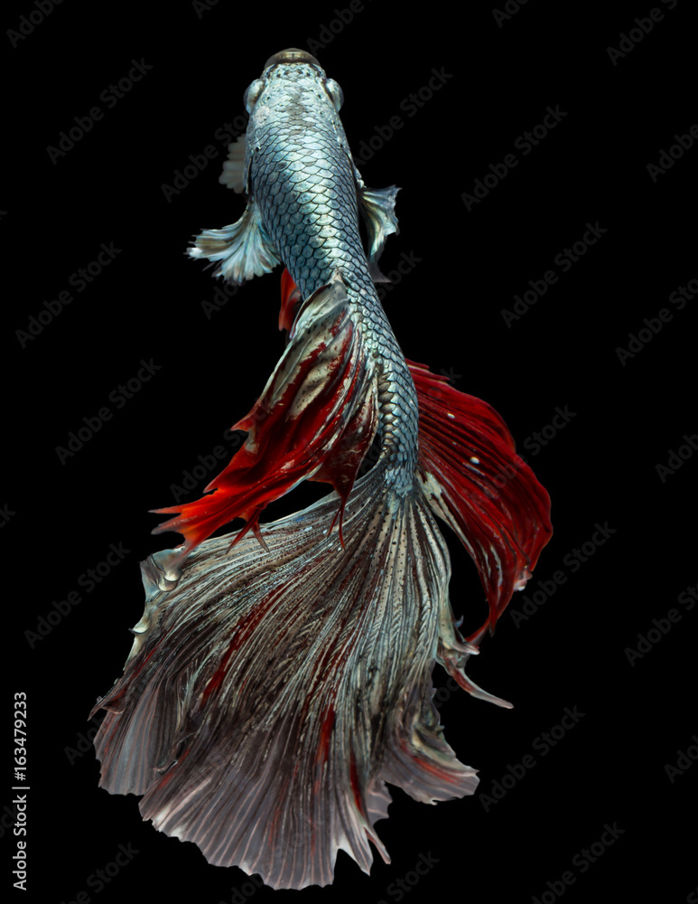 Beauty Bolorful Betta fish tail, Siamese fighting fish isolated on black  background Stock Photo