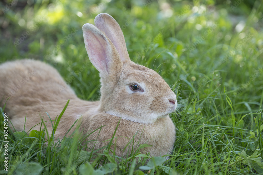 Fototapeta premium a rabbit resting in the garden grass