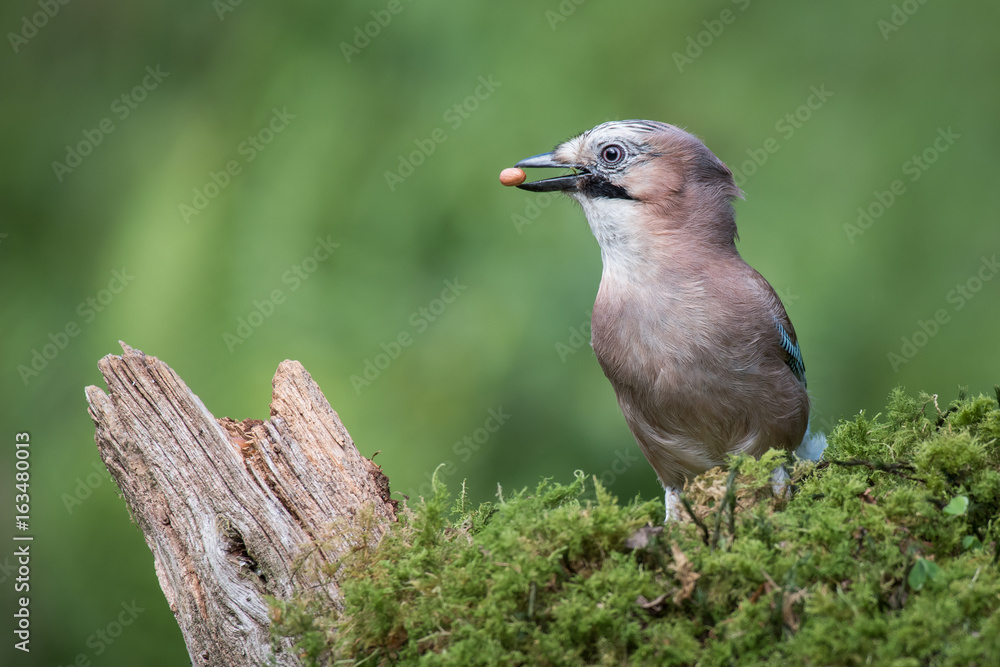 A profile portrait of a eurasian jay standing on lichen with a peanut in its beak looking left A profile portrait of a eurasian jay standing on lichen with a peanut in its beak looking left