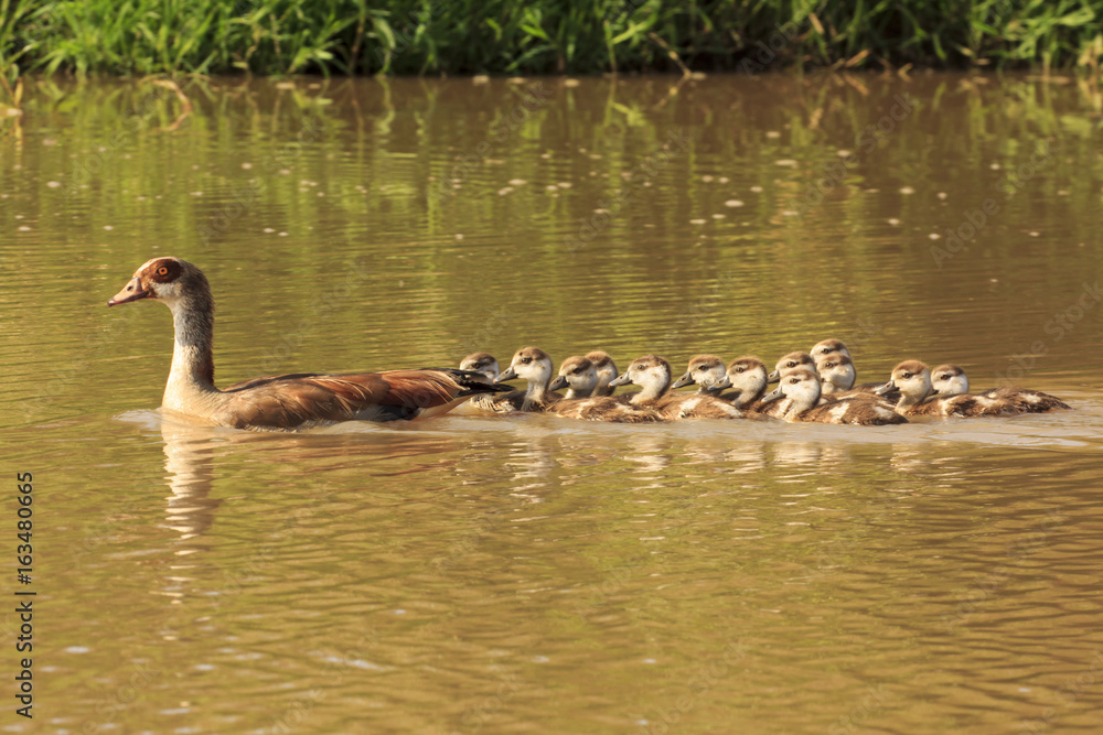 Egyptian Geese. 