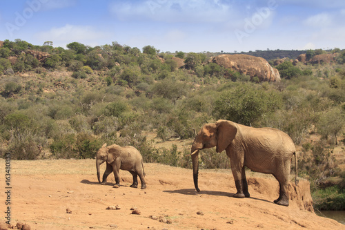 African Elephants