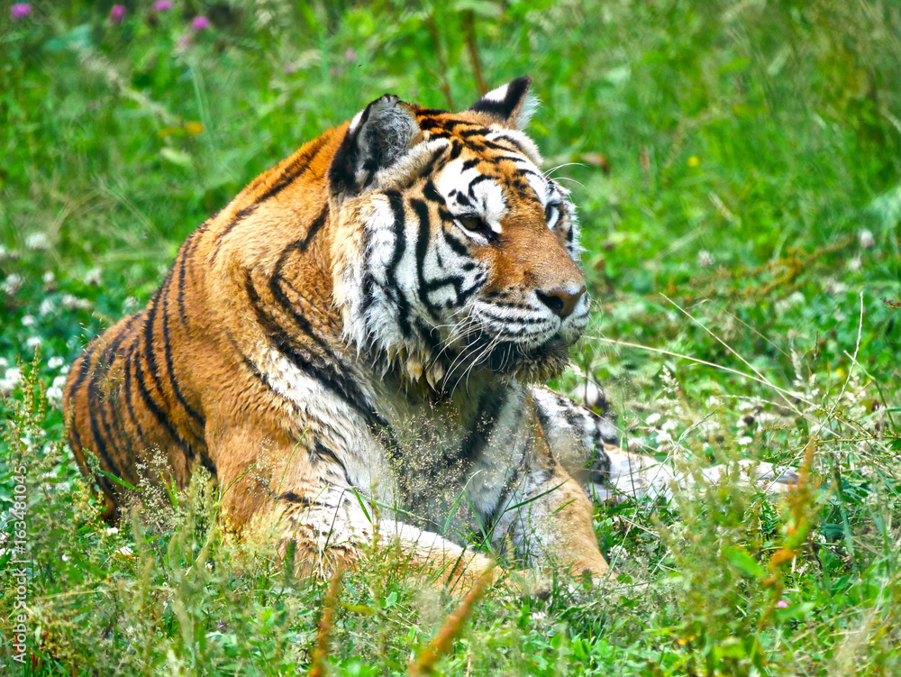 Obraz premium Tigre
