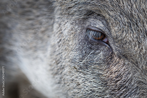 Eye of wild boar