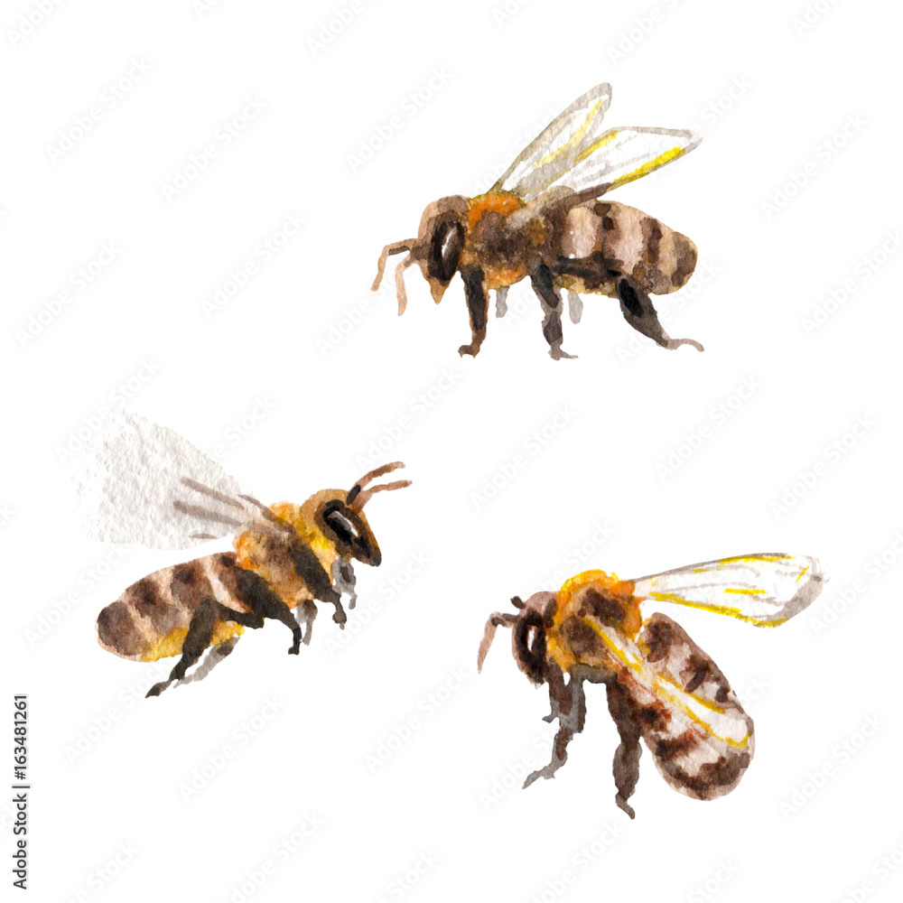 Raster realistic watercolor set of some bees isolated on white. Animal ...
