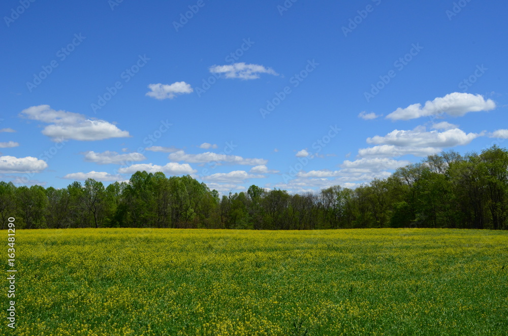 Yellow canola field blooming in Spring with blue skies and white clouds