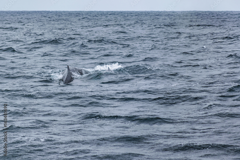 Obraz premium Body Part Whale at Ocean