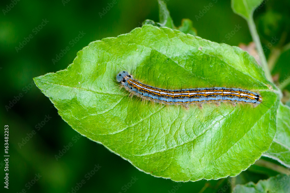 Hairy blue caterpillar of malacosoma neustria sits on an apple tree sheet Hairy blue caterpillar of malacosoma neustria sits on an apple tree sheet