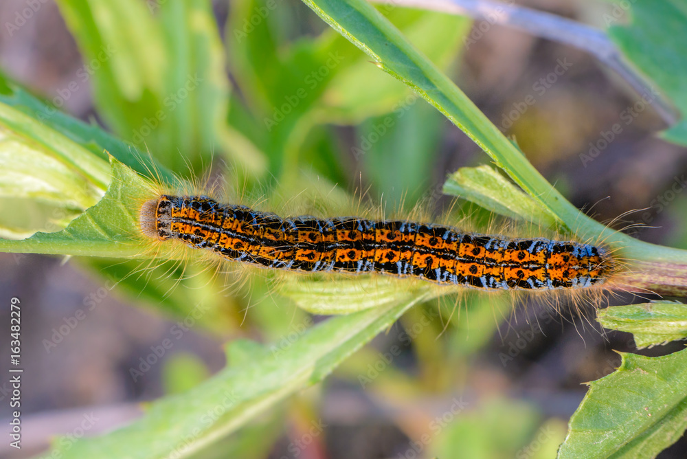 Hairy caterpillar of malacosoma castrense crawling a branch of grass