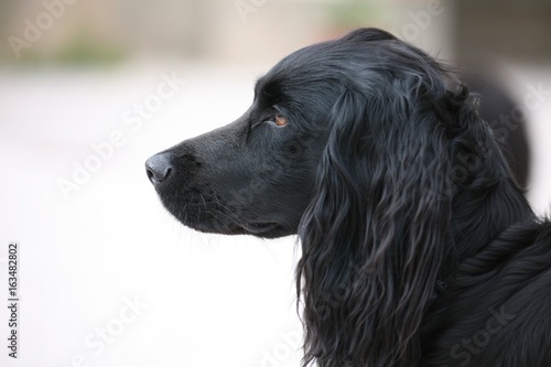 flat coated retriever