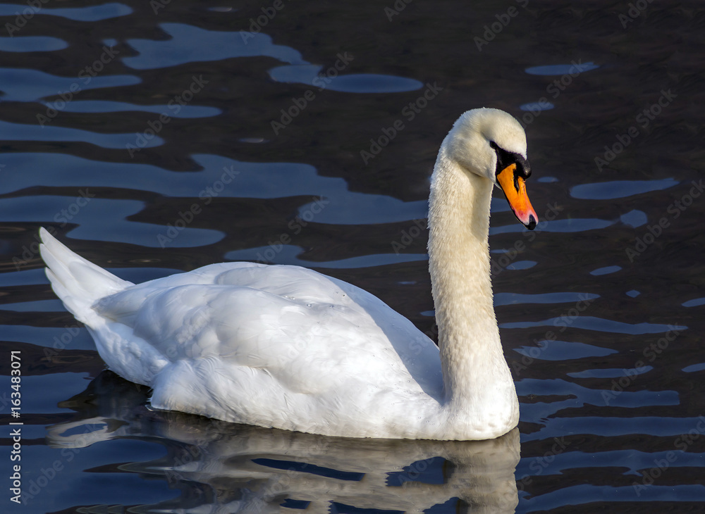 beautyful swan on a lake beautyful swan on a lake