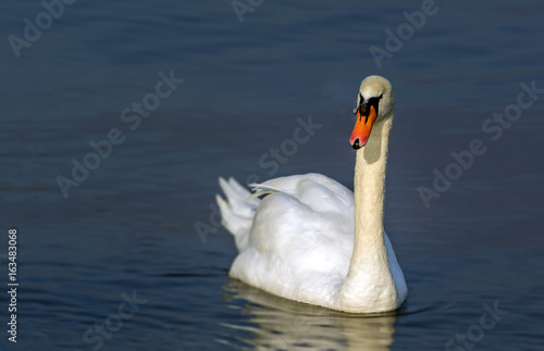 beautyful swan on a lake