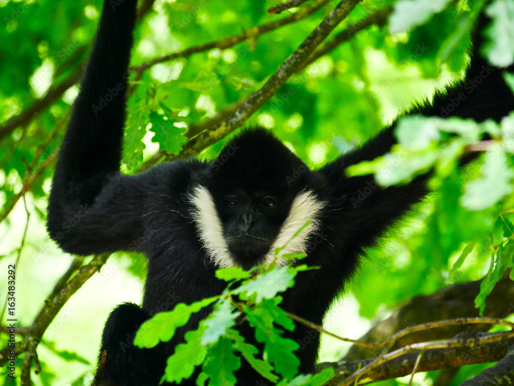 Gibbon à favoris blanc Gibbon à favoris blanc