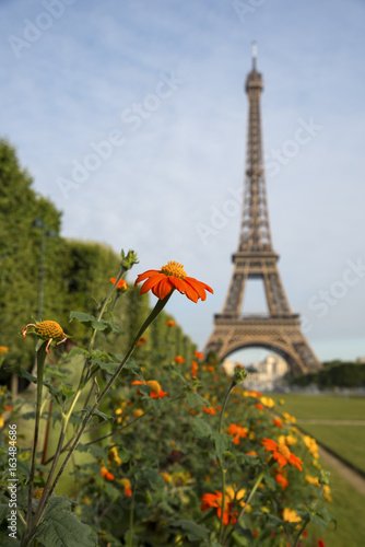 Beautiful Mexican sunflowers on Eiffel tower background