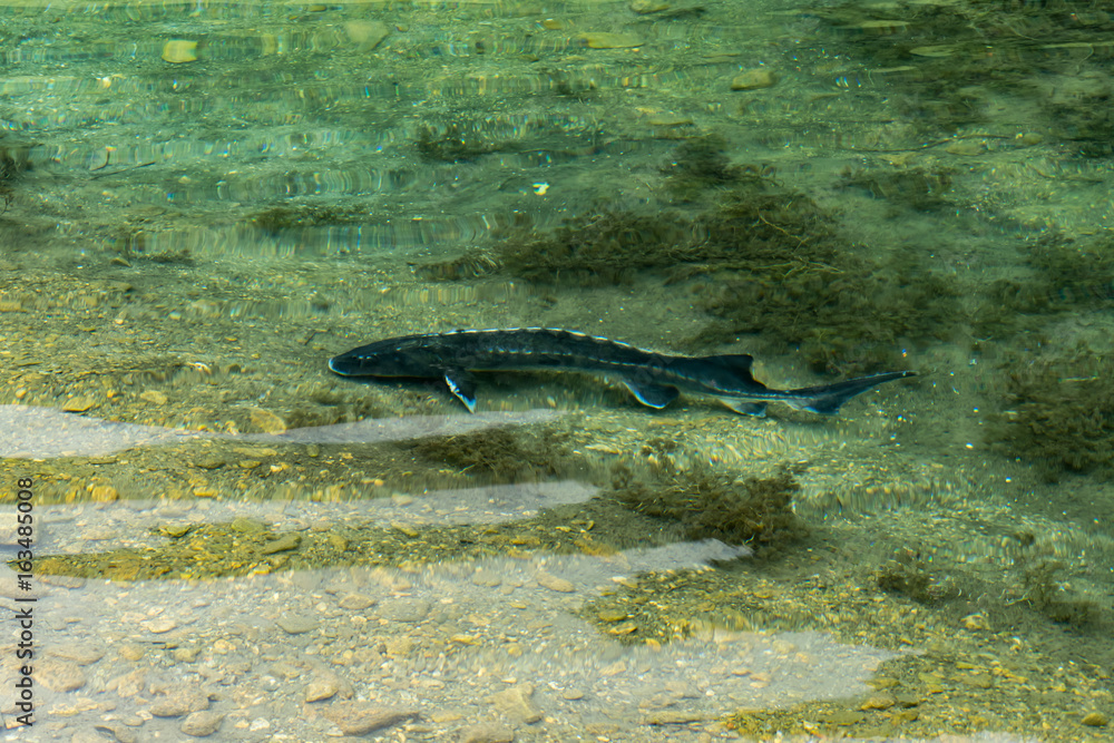 Fototapeta premium stör in einem see