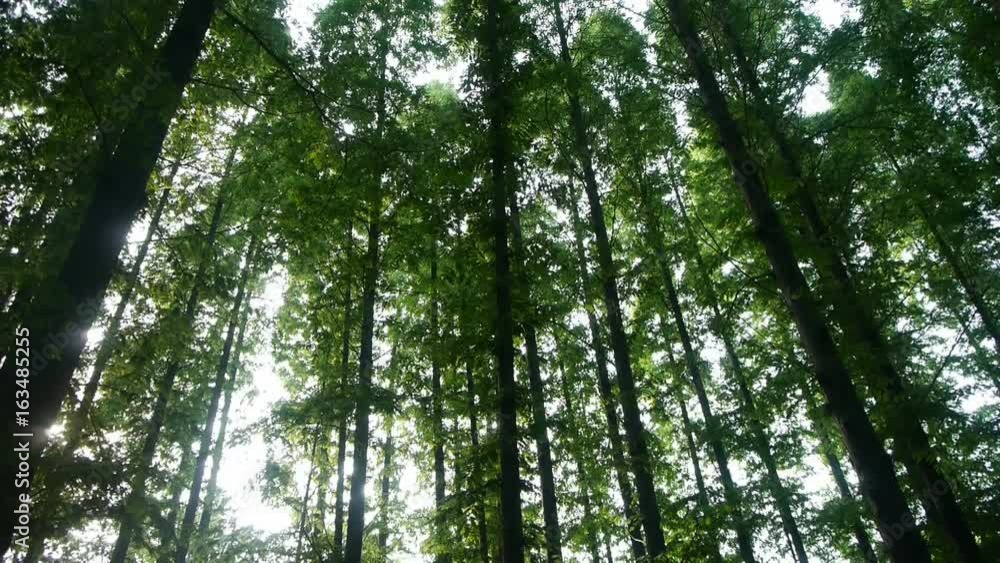 Panoramic of trees crown,forest,jungle,shade shadow. Panoramic of trees crown,forest,jungle,shade shadow.