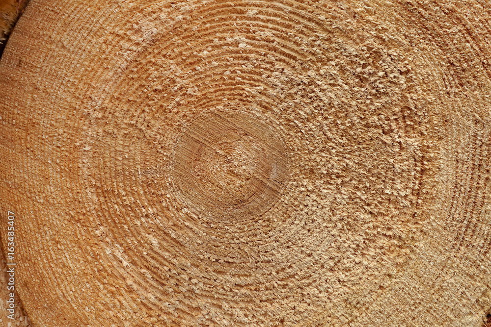 Naklejka premium Close-up round cut down cross section tree log with annual rings wood texture pattern