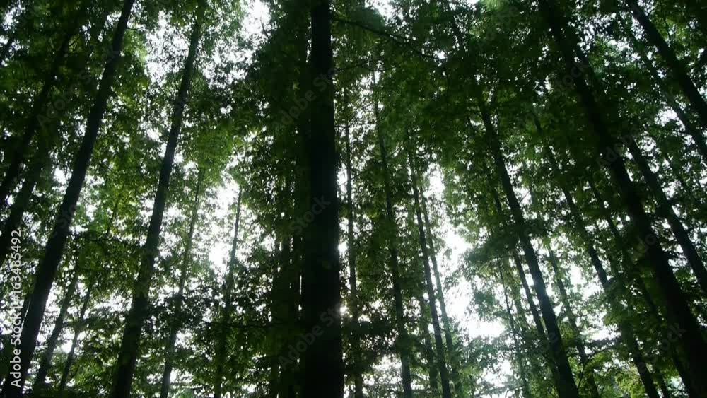 Panoramic of trees crown,forest,jungle,shade shadow. Panoramic of trees crown,forest,jungle,shade shadow.