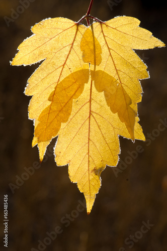 Detail image of fall colored leaf