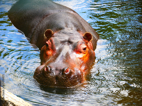 Hippopotame