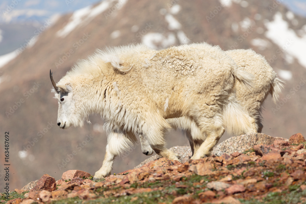 Mountain Goats in the Colorado Rocky Mountains Mountain Goats in the Colorado Rocky Mountains