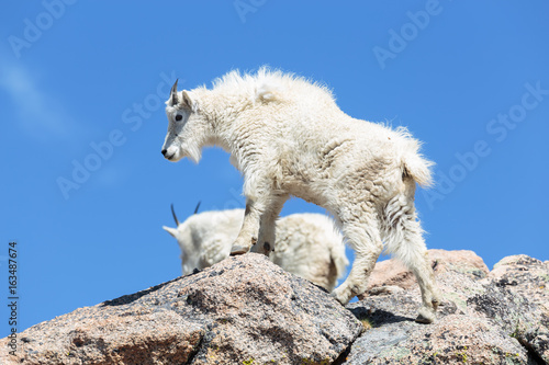 Mountain Goats in the Colorado Rocky Mountains