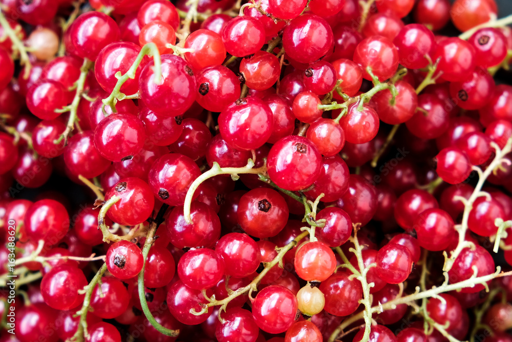 Red ripe currants on a dark background. Droplets of water. Red ripe currants on a dark background. Droplets of water.