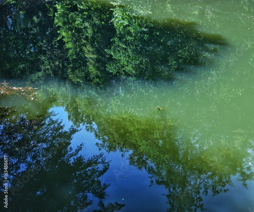 The reflection of the trees on the surface of the lake               