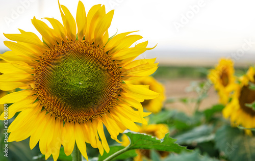 Blooming sunflower close up