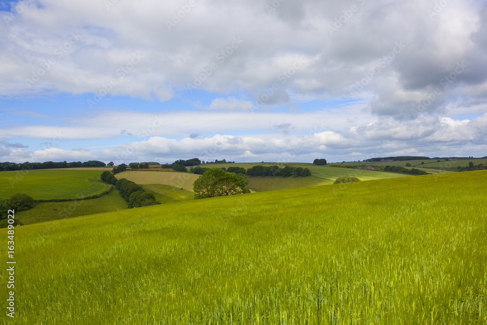 green barley fields