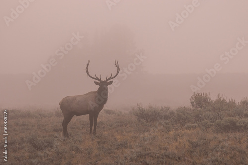 Bull Elk in Fog at Sunrsie