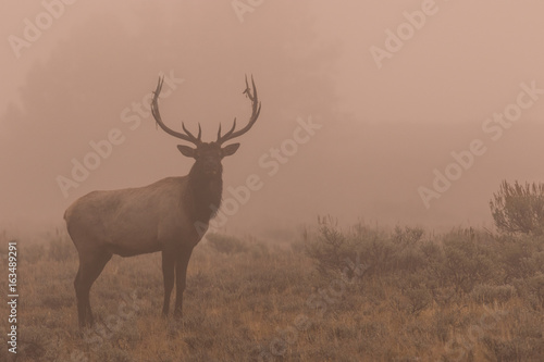 Bull Elk in Fog at Sunrise
