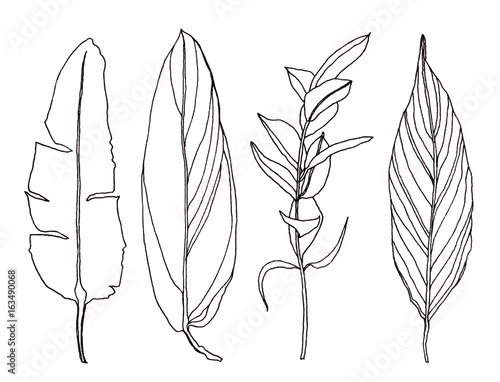 Palm leaves pen handrawn illustration photo