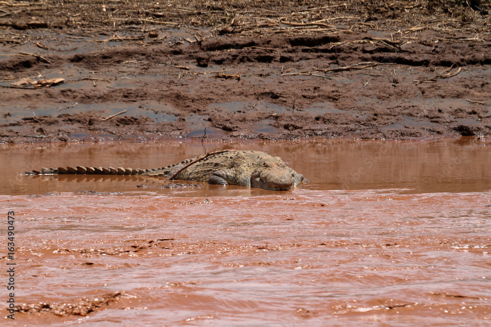 Fototapeta premium Nilkrokodil im Samburu River in Kenia