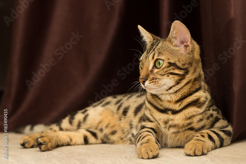 Bengal cat at the age of 5 months lays on the floor resting after playing