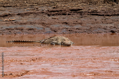 Nilkrokodil im Samburu River in Kenia