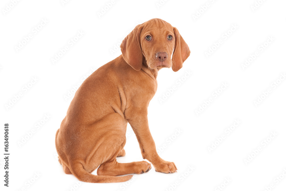 Magyar Vizsla puppy, sitting and looking at camera. Isolated on white. Magyar Vizsla puppy, sitting and looking at camera. Isolated on white.