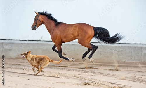 running and playing  bay horse with  dog