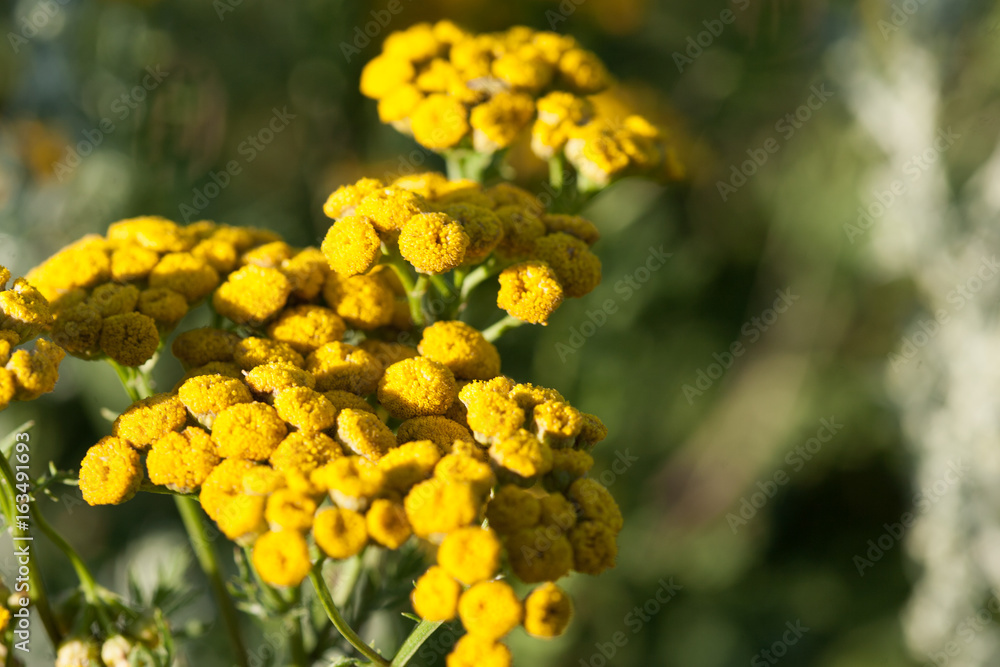 Yellow tansy flowers, common tansy, bitter button, cow bitter, or golden buttons in the green summer meadow. Wildflowers. Yellow tansy flowers, common tansy, bitter button, cow bitter, or golden buttons in the green summer meadow. Wildflowers.