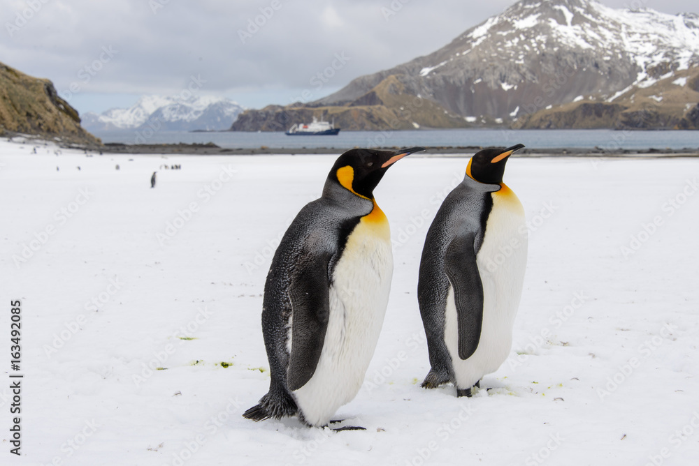 Obraz premium King penguins on South Georgia island