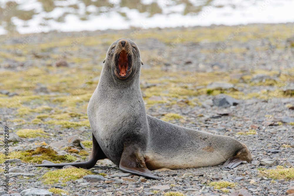 Fototapeta premium Fur seal