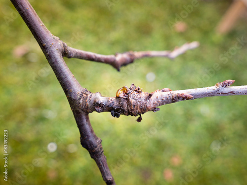 bacterial canker on plum tree causes decline of fruit trees