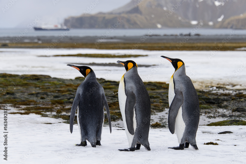 Obraz premium King penguins on South Georgia island